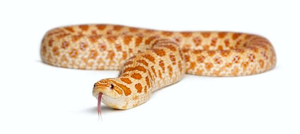 Hognose Snake (Heterodon nasicus): уход в неволе