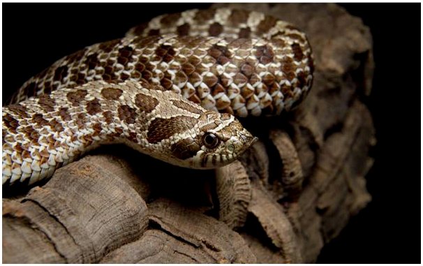 Hognose Snake (Heterodon nasicus): уход в неволе