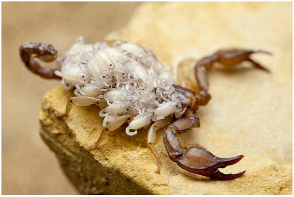 Как скорпионы размножаются и рождаются?