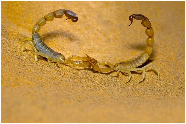 Как скорпионы размножаются и рождаются?