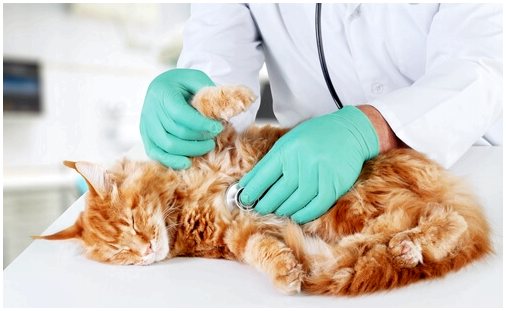 Как укрепить иммунную систему кошки?