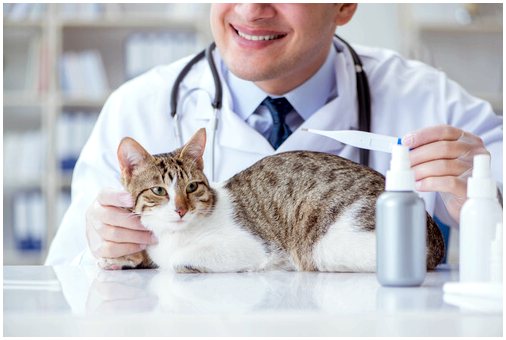 Панкреатит у кошек: причины и симптомы