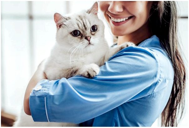 Поликистоз почек у кошек: причины, симптомы и лечение
