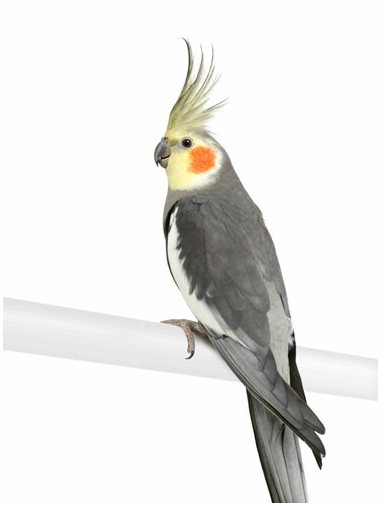 Каллопситовый попугай: необыкновенное домашнее животное