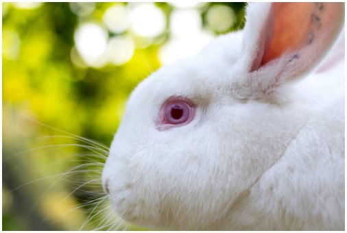 Конъюнктивит у кроликов: причины и лечение