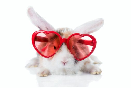 Конъюнктивит у кроликов: причины и лечение