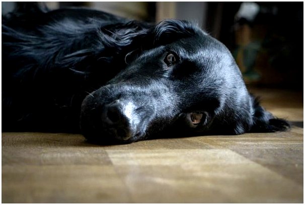 Меланомы у собак: причины и лечение