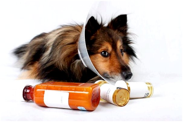 Назначение и ответственное использование ветеринарных препаратов
