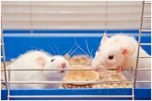 Новости об уходе за лабораторными крысами