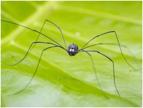 Opiliones: малоизвестные паукообразные