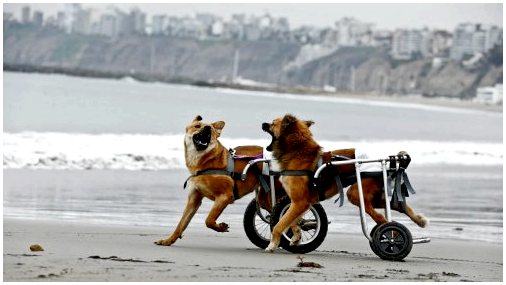 Откройте для себя жизнь собак в инвалидных колясках