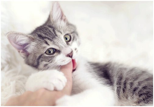Почему кошки кусаются? Наиболее частые причины