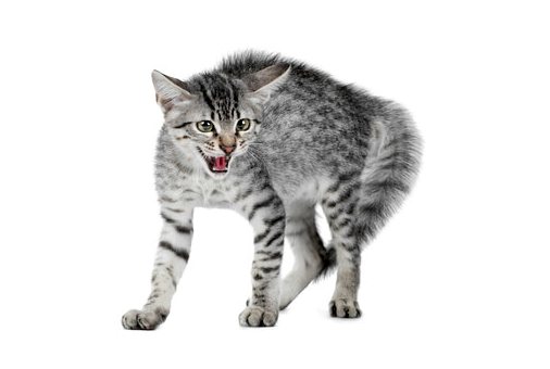 Почему кошки могут стать агрессивными?
