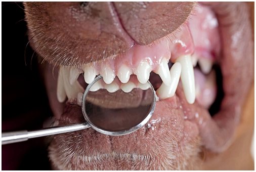 Почему у взрослой собаки выпадают зубы?