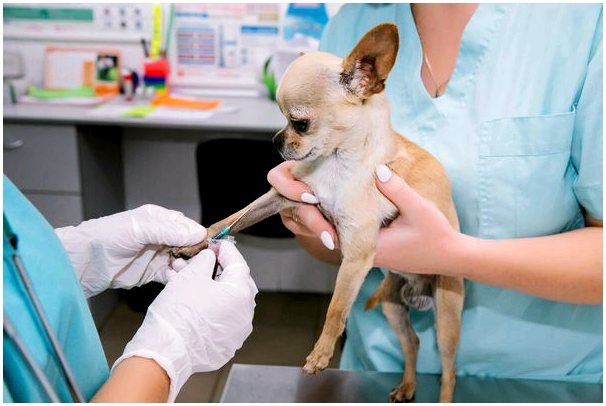 Причины гемолитической анемии у домашних животных