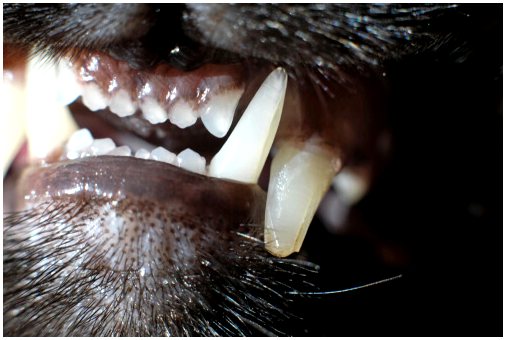 Причины и профилактика зубной боли у кошек
