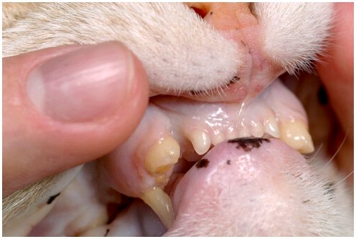 Причины и профилактика зубной боли у кошек