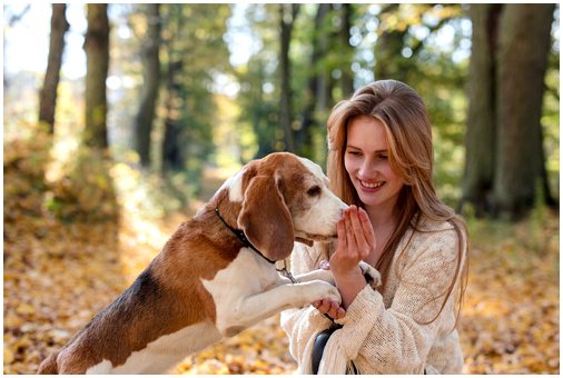 Присмотр за домашним животным: 6 правил ухода за чужой собакой