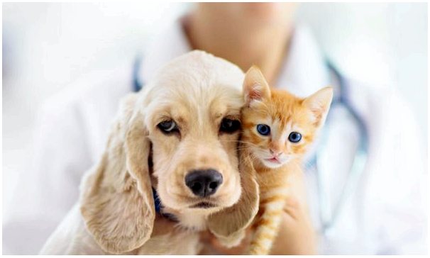 Рак у домашних животных: статистика и соображения