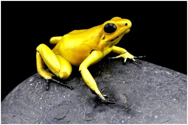 Самая опасная лягушка в мире (Phyllobates terribilis)