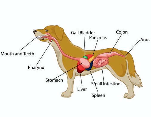 Слизь в кале собак: причины и лечение