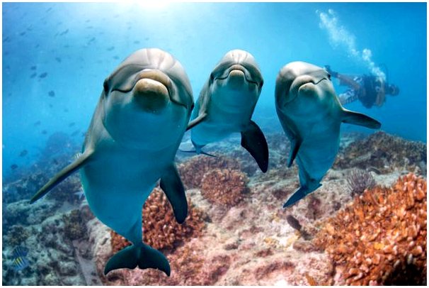 5 диковинок дельфинов