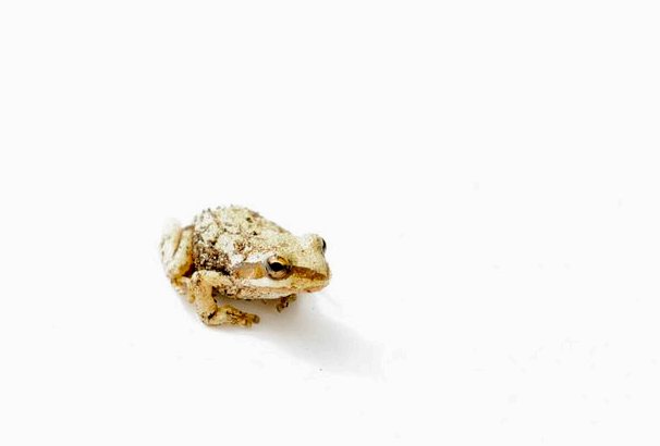 5 самых странных жаб в мире
