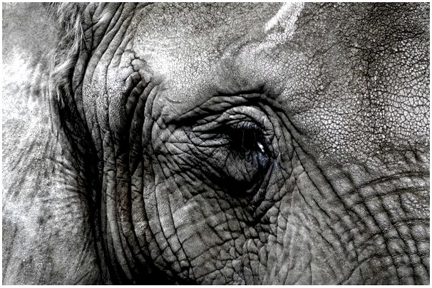 Почему у некоторых слонов есть клыки, а у других - нет?