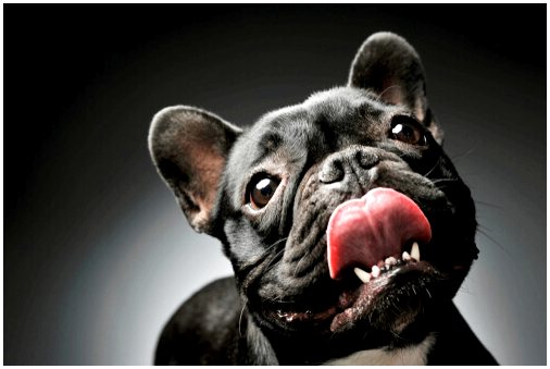 Брахиоцефальные собаки: в чем должен быть уход за ними?
