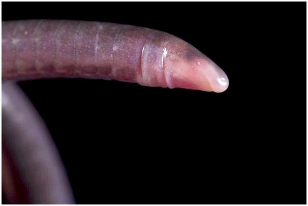 Цецилии: черви или позвоночные?
