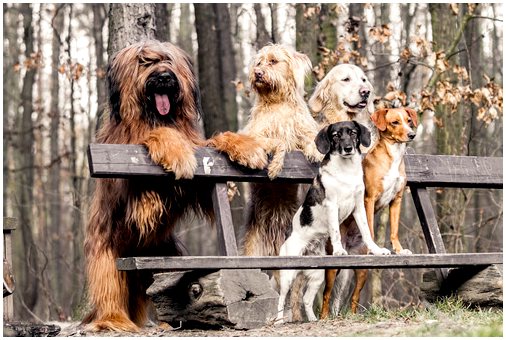 4 самых невероятных научных исследования о собаках