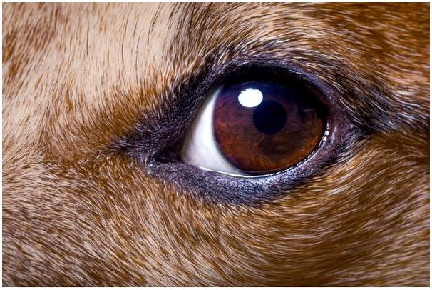 Симптомы и лечение блефарита у домашних животных