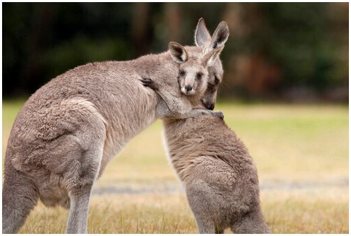 Характеристики и курьезы кенгуру