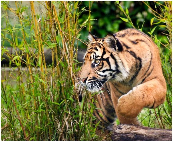 Характеристики суматранского тигра