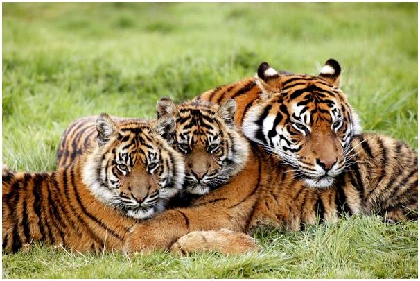 Характеристики суматранского тигра