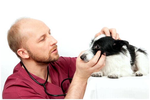 Язвы роговицы у собак: советы и методы лечения