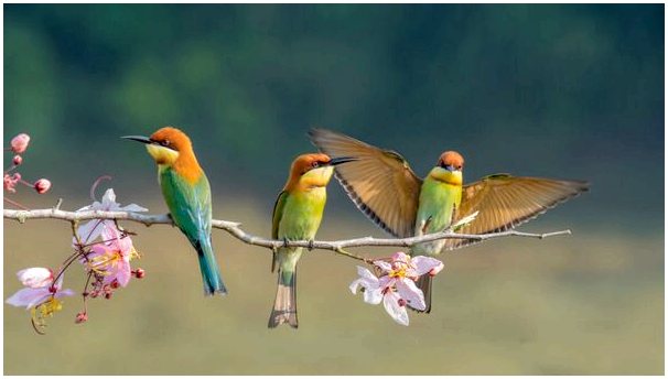Как птицы узнают друг друга?