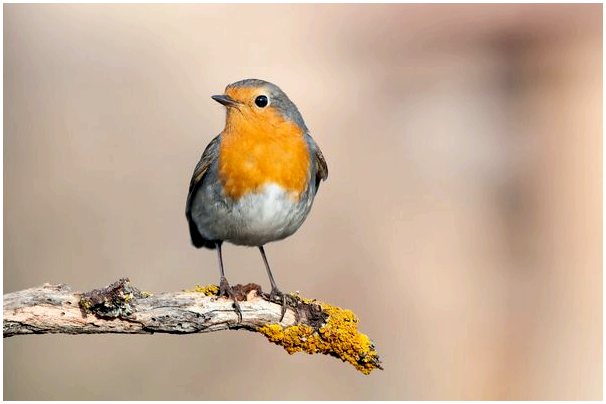 Какие птицы мигрируют осенью?