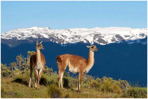 Кто такие верблюдовые в Южной Америке и как они устроены?