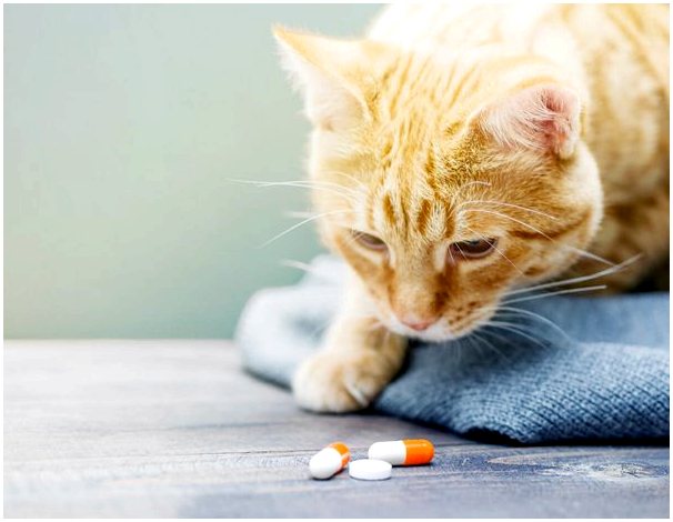Антигистаминные препараты для кошек: дозировка и побочные эффекты