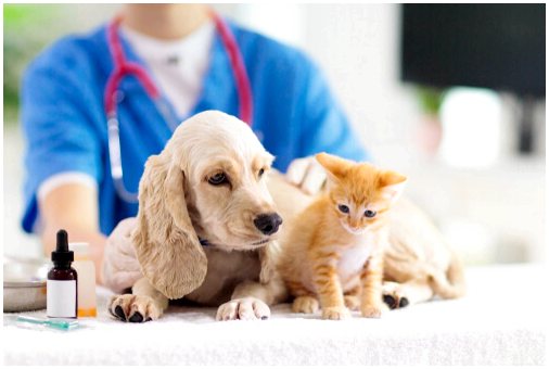 Лечение рака кожи у домашних животных