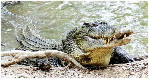 Морской крокодил: Морской ужас