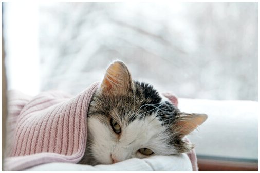 Артрит у кошек: лечение и уход