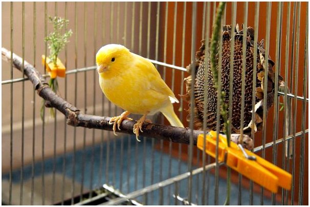 Орнитоз или орнитоз у птиц: причины, симптомы и лечение