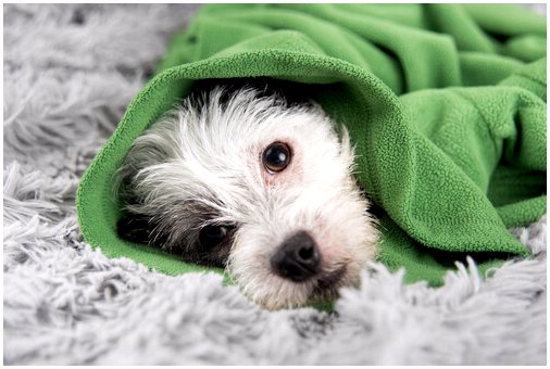 Панкреатит у собак: профилактика и лечение
