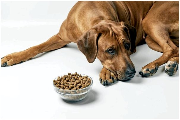 Кормление собак при диарее: какая диета правильная?