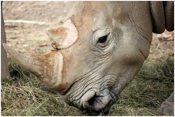 Питание и характеристика яванского носорога