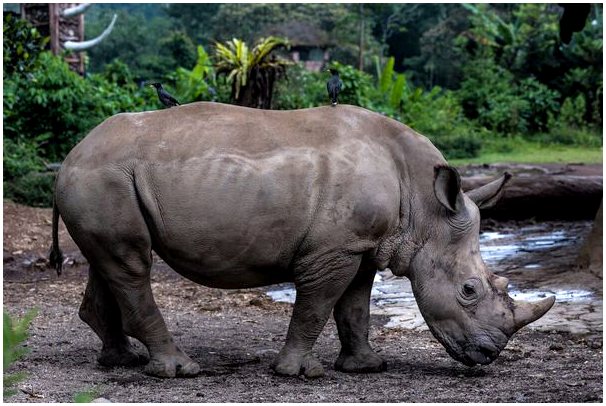 Питание и характеристика яванского носорога