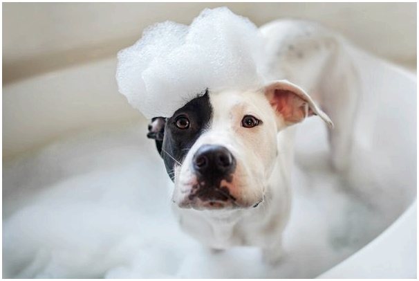 Как избавиться от запаха скунса от вашей собаки?
