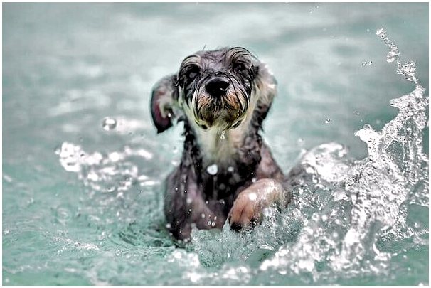 Плавание для собак: все, что нужно знать